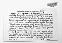 Peronospora lamii image